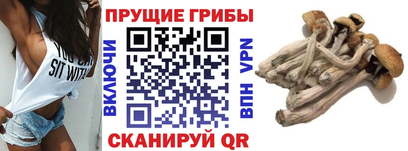 Псилоцибиновые грибы ЛСД блэк спрут онион Саки как найти закладки